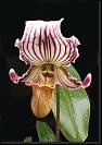 Paphiopedilum fairreanum * 
Omar Eduardo Rocha
 * 565 x 807 * (84KB)